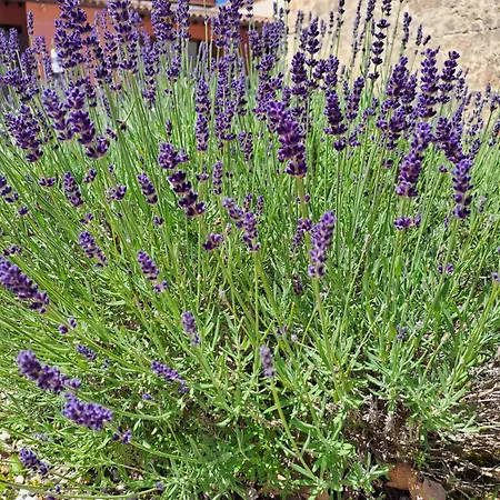 Vendégház Il Tiro A Segno 3*