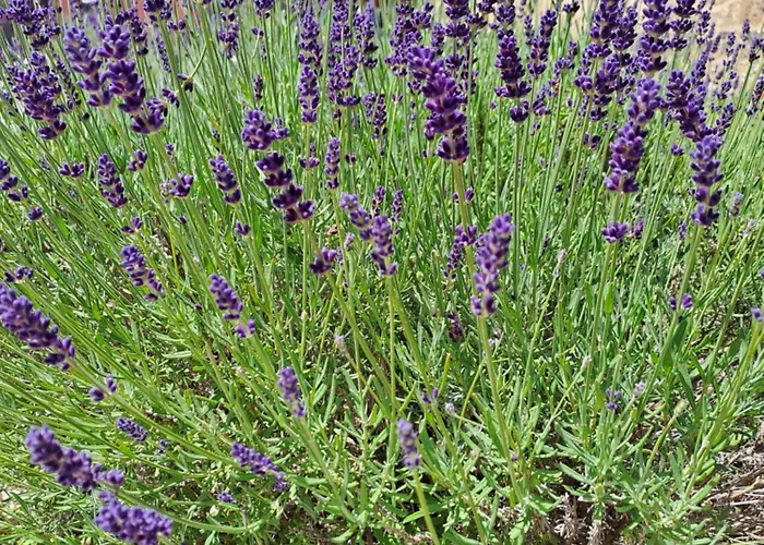 招待所 Il Tiro A Segno 3*