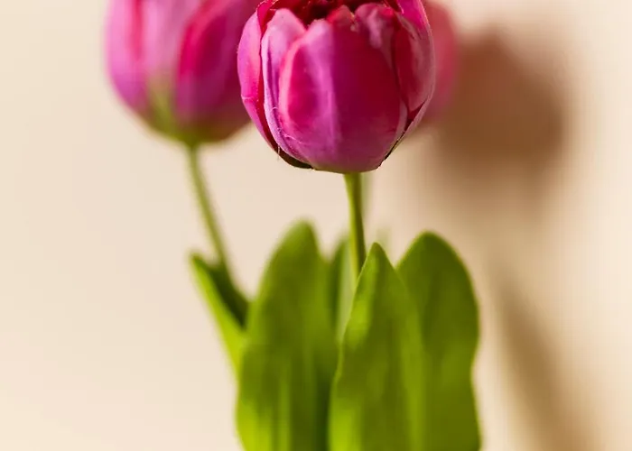 بيت ضيافة Il Tiro A Segno